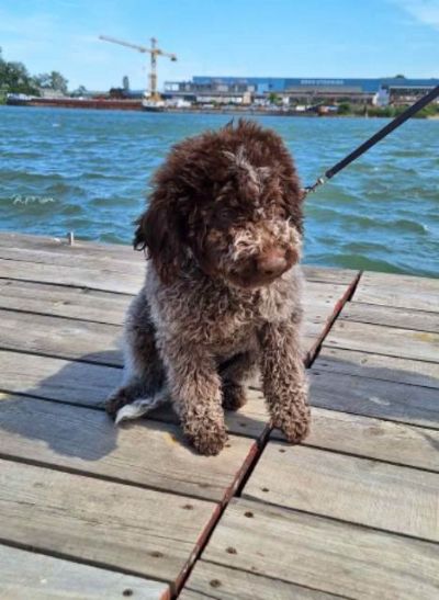 Lagotto Romagnolo tenci